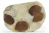 Wide Plate with Four Fossil Leaves (Two Species) - Montana #305985-1